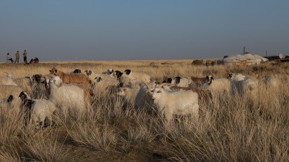 Mongolia: A Cashmere&nbsp;Story