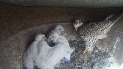 Wildlife Conservation